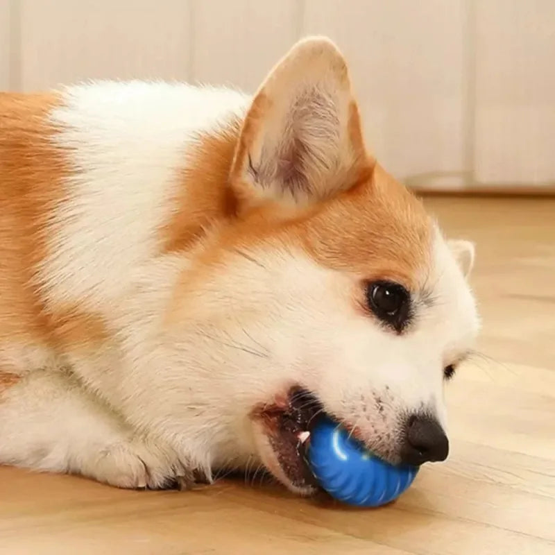 Smart Interactive Rolling Ball for Dogs & Cats | Automatic Moving & Bouncing Toy | USB Rechargeable.